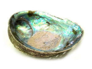 Abalone Shell