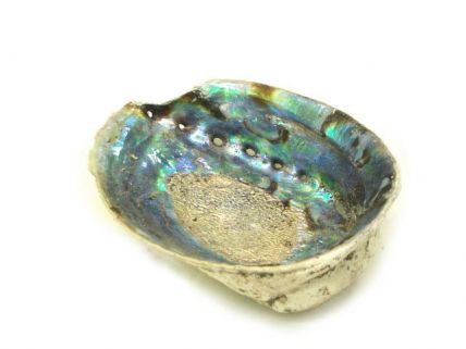 Abalone Shell