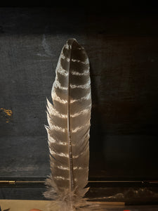 Turkey Feather